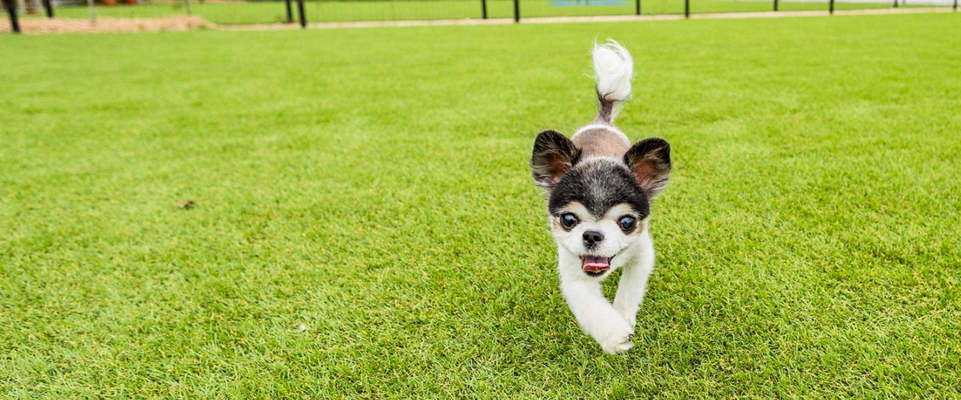 愛犬と宿泊